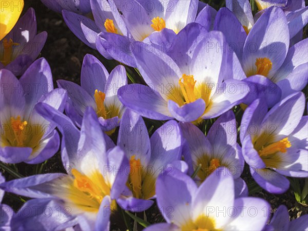 Crocuses blooming in the botanical garden in spring