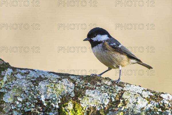 Coal Tit, Periparus ater, bird in forest at winter sun