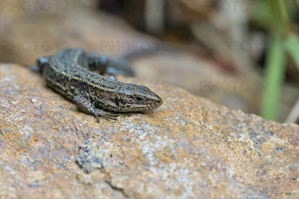 Viviparous lizard (Zootoca vivipara), Bavaria, Germany, Europe