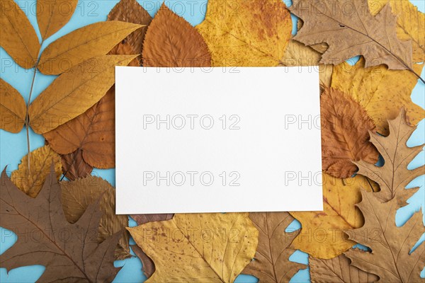 Composition with yellow and brown autumn leaves and white paper mockup on blue pastel background.
