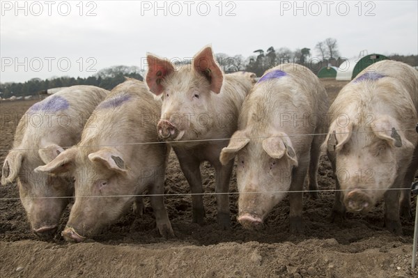 Free range pig farming pork production Shottisham, Suffolk, England, UK