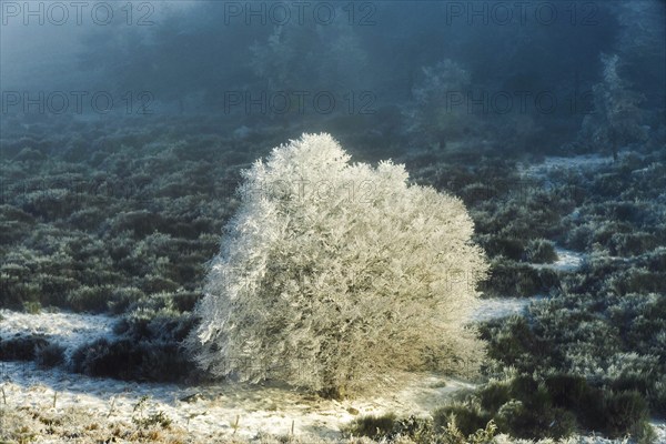 Aubrac plateau, snowy tree, Lozere department, Occitanie, France, Europe