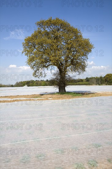 Oak tree with fleece sheets on field