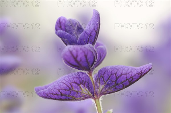 Crested sage (Salvia viridis, Salvia horminum), North Rhine-Westphalia, Germany, Europe