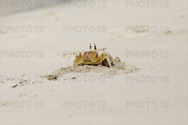 Horn-eyed Ghost crab (Ocypode brevicornis) digging in the sand at Marari Beach or Strand,