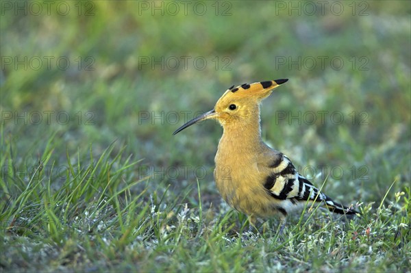 Hoopoe, (Upupa epops), on a perch, family Hoopoes, early raptors, Hides de El Taray / Lesser