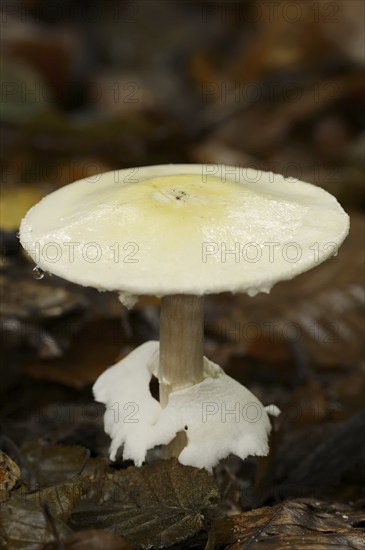 Wood mushroom (Agaricus silvicola), North Rhine-Westphalia, Germany, Europe