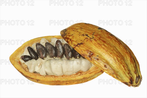 Cocoa tree (Theobroma cacao), halved cocoa fruit with pulp and cocoa beans
