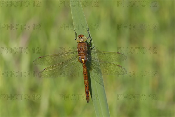 Norfolk hawker (Aeshna isoceles) dragonfly resting on an Iris plant leaf, Norfolk, England, United