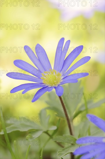 Blue anemone (Anemone apennina), flower, garden plant, North Rhine-Westphalia, Germany, Europe