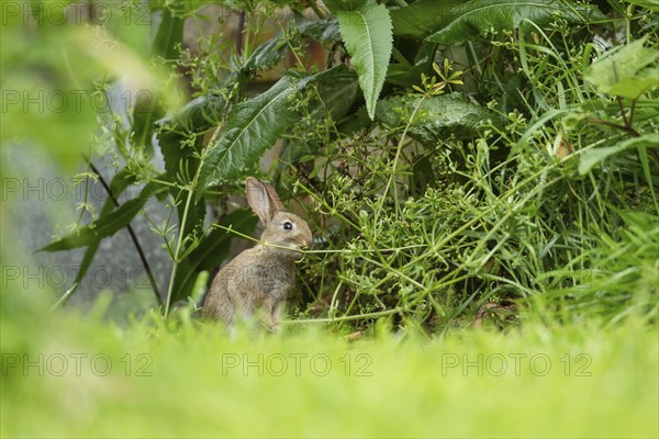 Rabbit (Oryctolagus cuniculus) juvenile baby animal feeding on a Cleaver plant in a garden,