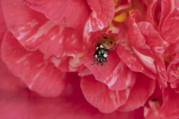 Seven-spot ladybird (Coccinella septempunctata) adult insect on a pink garden Camellia flower in