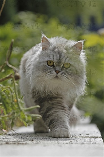 Persian cat, long-haired cat