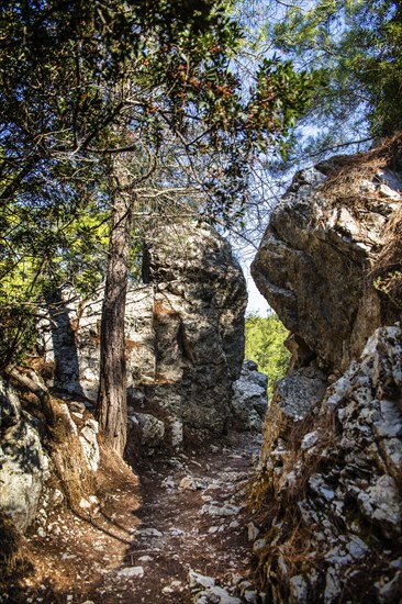 Trees in the forest, Epta Piges - The Seven Springs, Rhodes