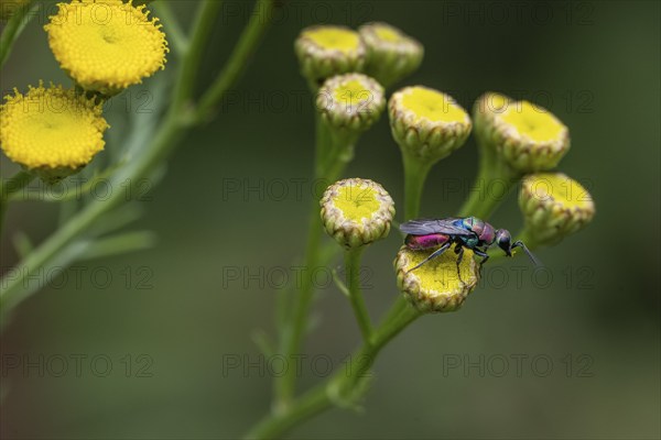 Golden wasp (Hedychrum rutilans), Emsland, Lower Saxony, Germany, Europe