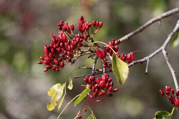 Schotia (Schotia brachypetala), flower, flowering, Kirstenbosch Botanical Gardens, Cape Town, South