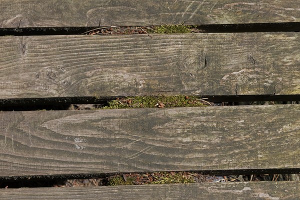 Wooden footbridge, circular hiking trail, Darßer Ort, Born a. Darß, Mecklenburg-Western Pomerania,