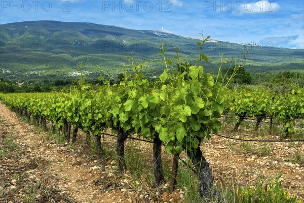 AOC Ventoux vineyard towards Flassan village, in the background Mont Ventoux, Vaucluse,