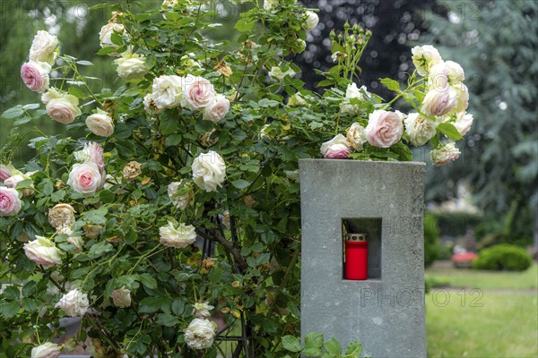 Cemetery, family grave, modern gravestone, with flower and grave light, North Rhine-Westphalia,