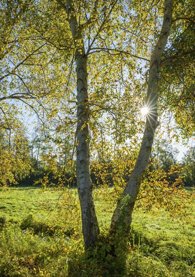 Birch trees (Betula) in autumn with yellow leaves in backlight with sun star, Lower Saxony,