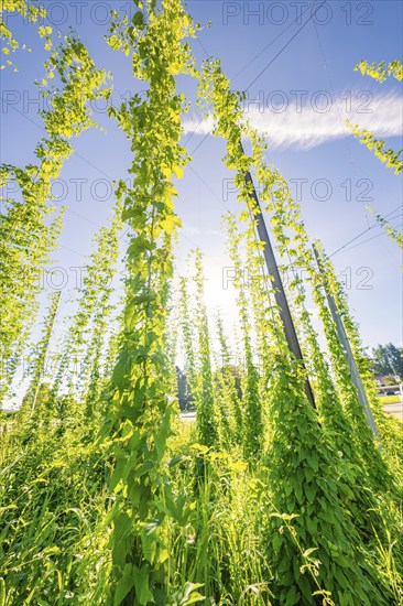 Tall rows of green plants growing into the blue sky, flooded with sunlight, Hopfengarten, Hochdorf,