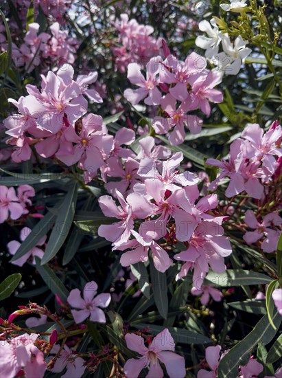 Flowering oleander (Nerium oleander), Italy, Europe