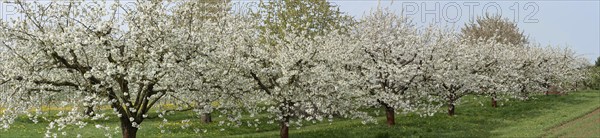 Flowering cherry trees (Prunus avium), Franconia, Bavaria, Germany, Europe