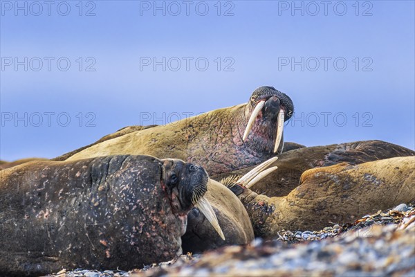 Flock of Walruses (Odobenus rosmarus) resting on a beach in the Arctic, Svalbard
