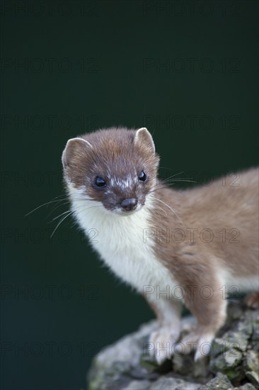 European stoat (Mustela erminea) adult animal portrait, United Kingdom, Europe