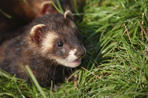 European polecat (Mustela putorius) adult animal in grassland, United Kingdom, Europe