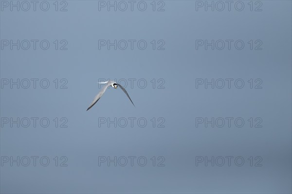 Little tern (Sternula albifrons) adult bird in flight against a blue sky, Suffolk, England, United