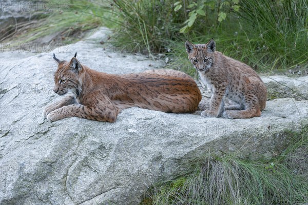 Eurasian lynx (Lynx lynx) mother and young on a rock, captive, Bavarian Forest, Bavaria, Germany,
