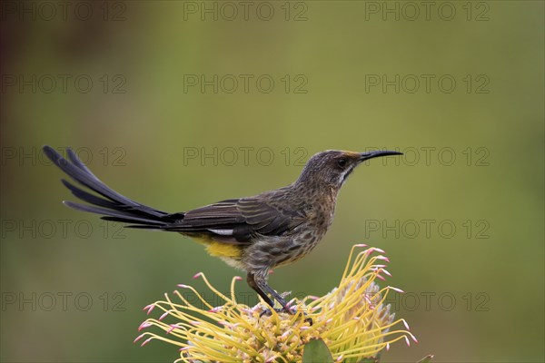 Cape Honeybird (Promerops cafer), adult, male, on flower, Protea, vigilant, Kirstenbosch Botanical