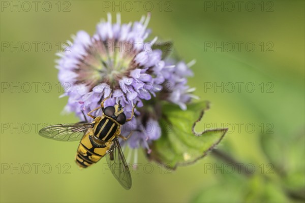 Dangling sunlover (Helophilus pendulus), Emsland, Lower Saxony, Germany, Europe