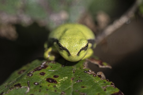 Tree frog (Hyla arborea), Lower Saxony, Germany, Europe