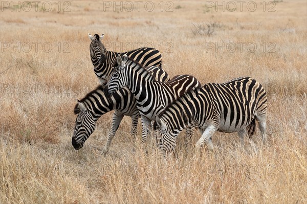 Burchell's zebra (Equus quagga burchelli), Burchell's zebra, adult, group, feeding, foraging,