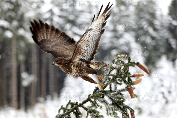 Common buzzard (Buteo buteo), adult on tree in winter, flying up, in the snow, Zdarske Vrchy,