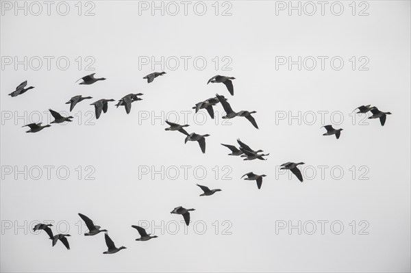 Bean geese (Anser fabalis), flying, Emsland, Lower Saxony, Germany, Europe