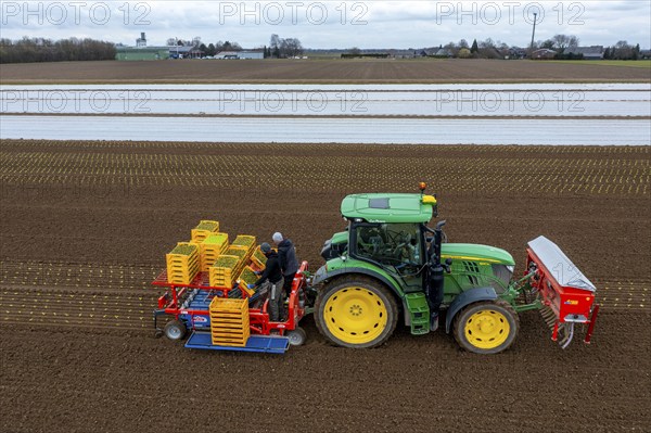Lettuce plants are planted with a planting machine, Agriculture, Spring
