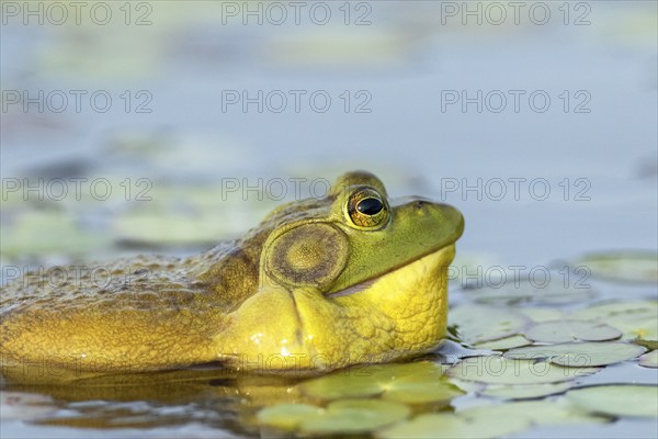 Bullfrog, Lithobates catesbeianus. A male bullfrog floating on a lake and calling when another male