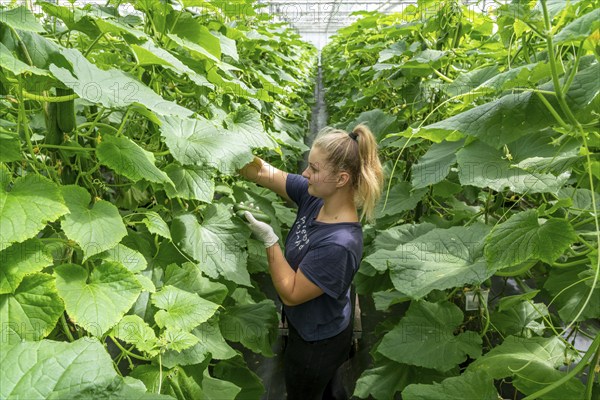 Cultivation of mini cucumbers, snack cucumbers, in a greenhouse, near Straelen, North