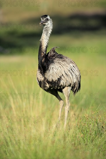 Nandu, Rhea americana, adult, male, Pantanal, Brazil, South America