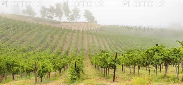 Beautiful grape vineyard landscape banner