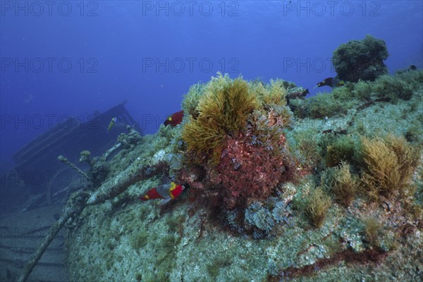 Algae and fish on an overgrown shipwreck under water. Dive site Wreck of the Condesito, Las