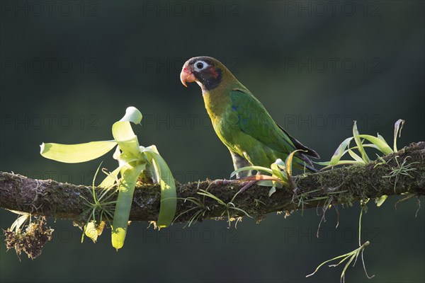 Grey-cheeked parrot (Pyrilia haematotis), Costa Rica, Central America