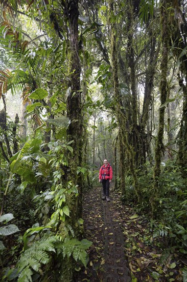 Young woman on a hiking trail with dense vegetation, tourist in the rainforest, Monteverde Cloud
