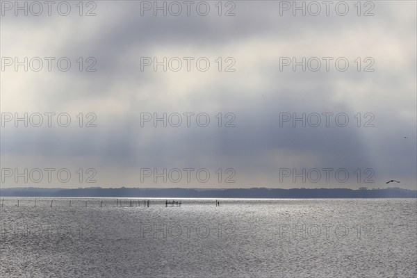 Usedom, on the Achterwasser, September, Mecklenburg-Western Pomerania, Germany, Europe