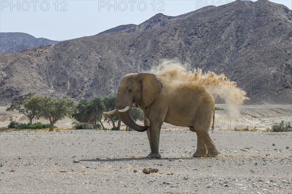Desert elephant (Loxodonta africana) taking a sand bath in the Hoanib dry river, Kaokoveld, Kunene