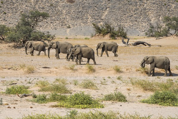 Desert elephants (Loxodonta africana) in the Huab dry river, Damaraland, Kunene region, Namibia,