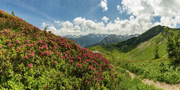 Alpine rose blossom, panorama from the Fellhorn over the Schlappoldsee and mountain station of the